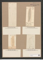 Pleurosigma angulatum aestari [sic?] (Breb.) V.H. (de-Toni-Nr.: Genus 13, Species 1001) Zeichnungen Sammlung Grunow Nr. 1994 (NHMW-BOT-W0368840)